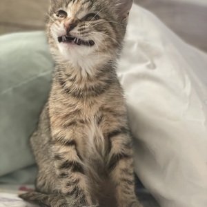 Fundraising Page: Sheila Shawcross